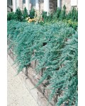 Ялівець горизонтальний Вілтоні | Можжевельник горизонтальный Вилтони | Juniperus horizontalis Wiltonii